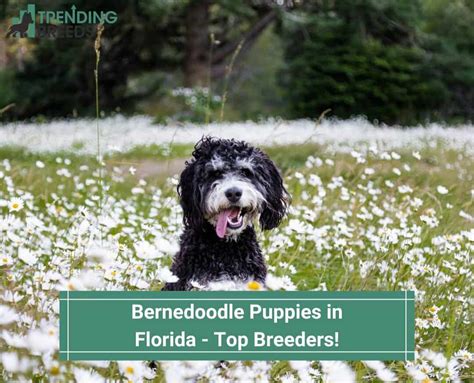 Bernedoodle Puppies In Florida Top Breeders Template Trending Breeds