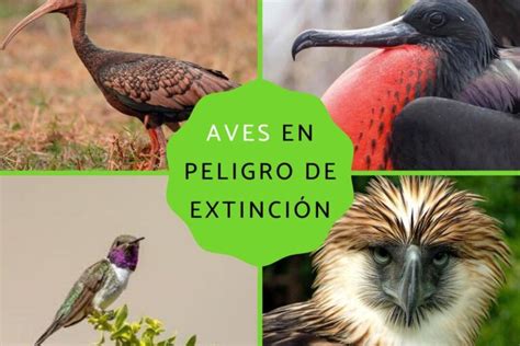 Especies Endémicas De Aves Terrestres En Peligro De Extinción