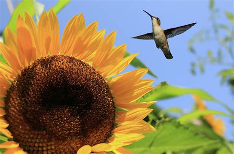 Hummingbird and Mammoth Sunflower Photograph by Stamp City - Pixels