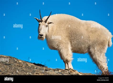 A Mountain Goat Near Exit Glacier S Harding Icefield Trail Kenai