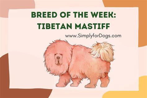 Breed Of The Week -The Tibetan Mastiff (Traits, Care & Diet) - Simply ...