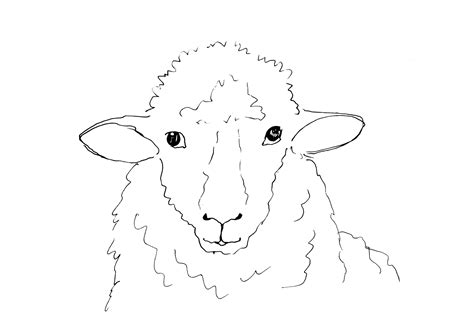 Realistic Sheep Drawing