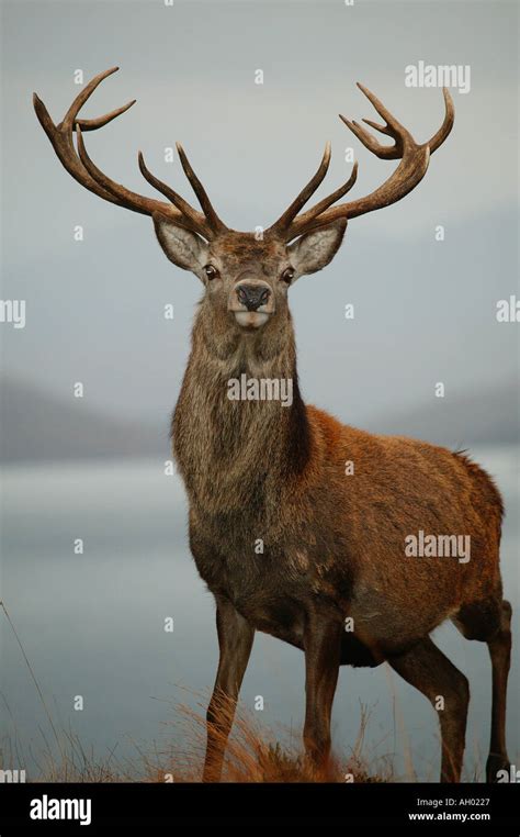 Wild Red Deer Stag Cervus Elaphus With Loch And Mountain Background