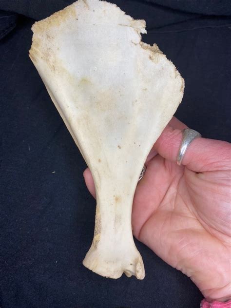 Deer Scapula Etsy