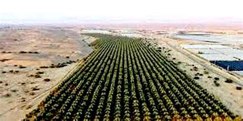 Desertification Solutions