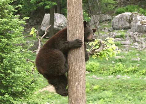 Can Bears Climb Trees Animal Pickings
