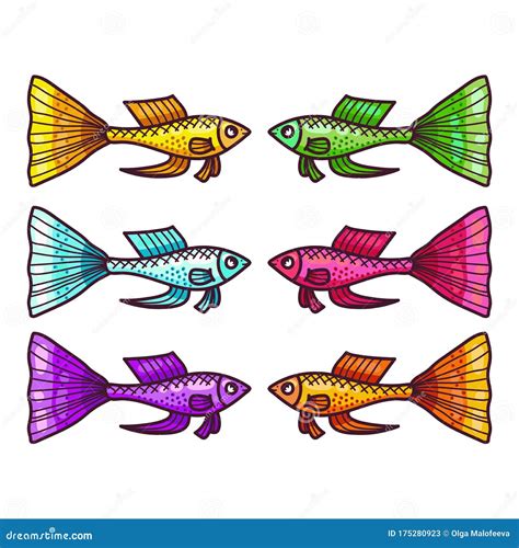 Guppy Fish Stock Illustrations 504 Guppy Fish Stock Illustrations