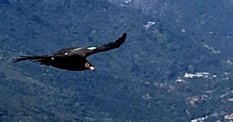 Endangered California Condors Spotted In Sequoia National Park For The