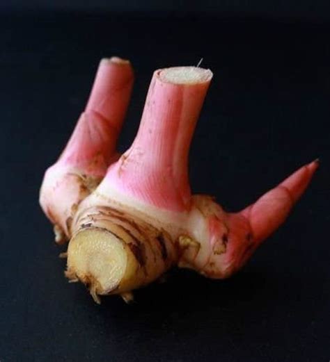 Thai Ginger Alpinia Galanga Galangal 1 Plants 3 To 4 Etsy