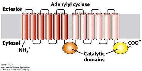 Signal Transduction Flashcards Quizlet