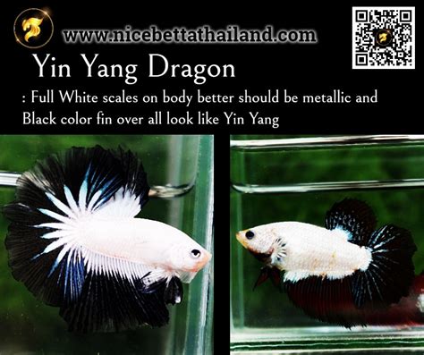 Koi Ikan Laga Samurai Bettas Plakat Ideas In Betta Betta