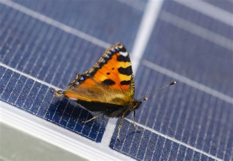 Einen Solarpark Warten Und Bewirtschaften Sonne Sammeln