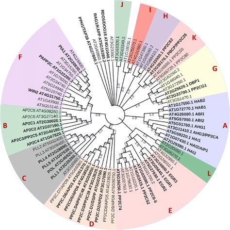 Phylogenetic Tree Of Arabidopsis Protein Phosphatase 2Cs PP2Cs