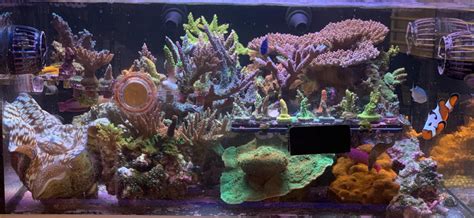 Build Thread Ryan S Reef Gallon Sps Tank Reef Reef