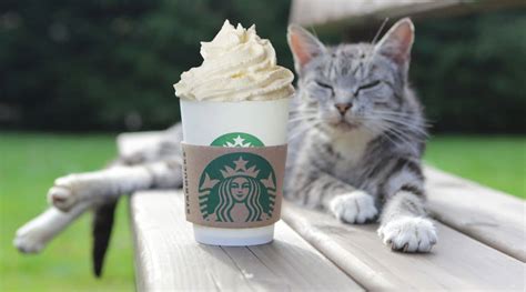 Can Cats Have Pup Cups From Starbucks Are Puppuccinos Safe For Felines