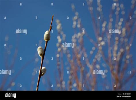 Willow Branches With Pussy Willows In Spring In Finland Stock Photo Alamy