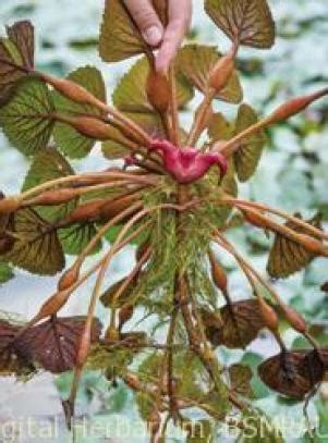 Water Caltrop | Digital Herbarium of Crop Plants