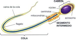 Espermatozoide Qué es sus partes y función In Vitro Buenos Aires