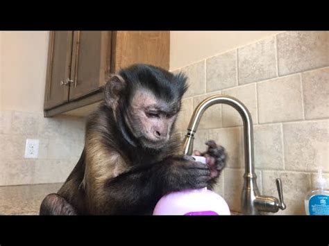 Hot Monkey Bath LIVE UNEDITED YouTube