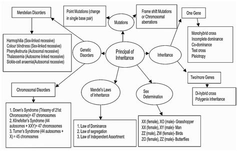 Class Th Biology Chapter Principles Of Inheritance And Variation