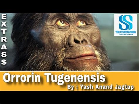 E Orrorin Tugenensis The Studysapiens Extrass Human Evolution