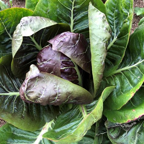 Chicory Radicchio Treviso Early Sm410 Organic Vital Seeds