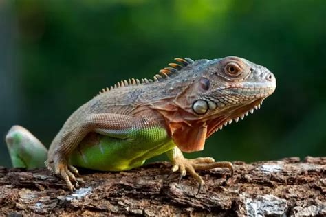 Fakta Menarik Yang Dimiliki Oleh Hewan Iguana Sebagai Salah Satu