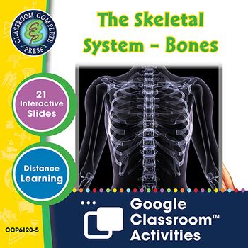 Cells Skeletal Muscular Systems The Skeletal System Bones