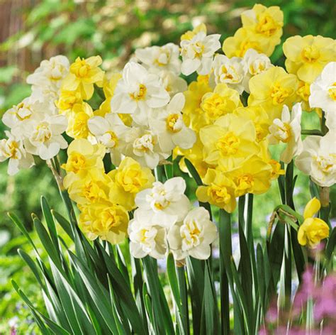 10 of the Best Daffodil Bulbs to Plant - Birds and Blooms