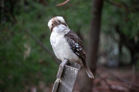 Kookaburra Bird Australia - Free photo on Pixabay - Pixabay