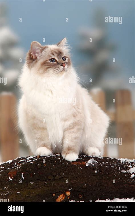 Sacred Cat Of Birma Blue Tabby Point Birman Stock Photo Alamy