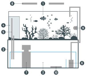 Jak Zbudowane Jest Akwarium Morskie Prosty Opis Reef Pedia
