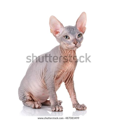 Bald Cat Cat Breed Sphinx Naked ภาพสตอก 487083499 Shutterstock