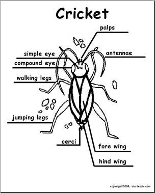 Animal Diagrams: Cricket (labeled parts) – Abcteach