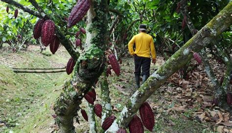 El Ccn 51 Es El Rey Del Cacao Pero Ha Llegado Otra Promisoria Pincay