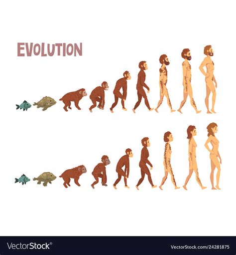 Biology Human Evolution Stages Evolutionary Vector Image