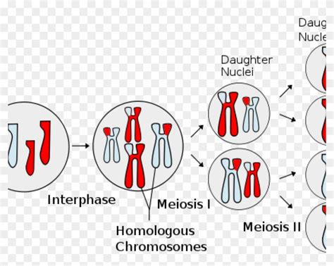 How Cells Tell Their Chromosomes Apart - Difference Between A Daughter Cell And A Parent Cell ...