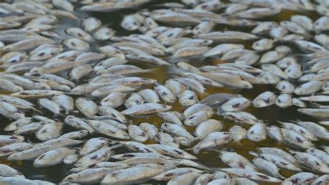 Australia mass fish deaths: Slick of bodies blanket surface of major ...