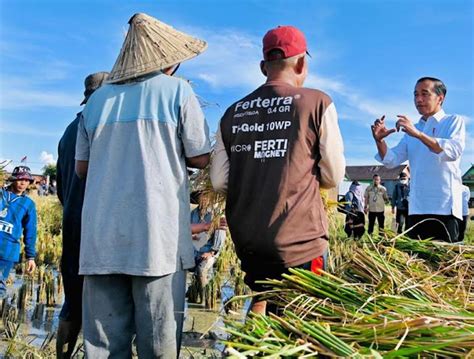 Maros Jadi Lumbung Beras Jokowi Surplus Panen Bisa Untuk Daerah Lain