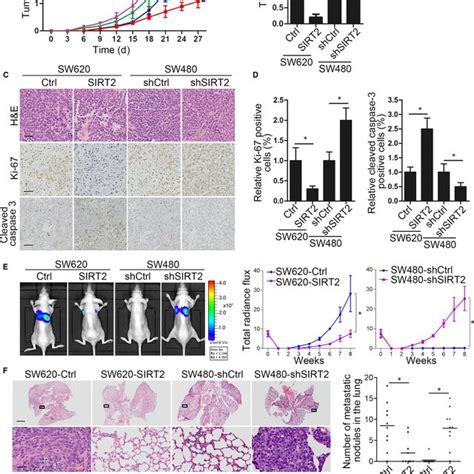 Sirt Suppresses Crc Cell Tumorigenesis And Metastasis In Vivo A B