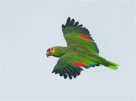 Red Lored Parrot Ebird
