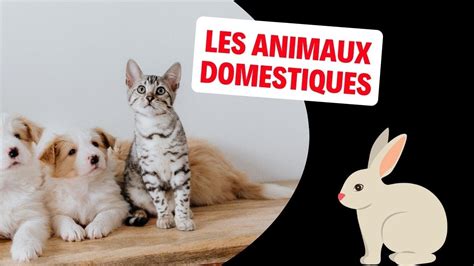 Les Animaux Domestiques De France Youtube