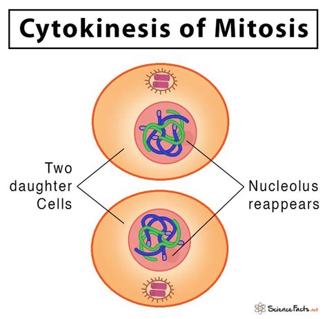 Mitosis 1 And 2 Diagram