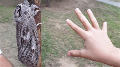 Explorando El Mundo De Las Polillas Gigantes De Saturniidae