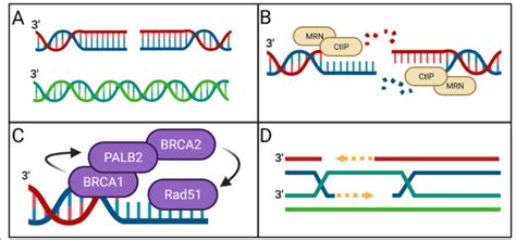 Homologous Recombination Dna Repair Hrr A Double Stranded Dna Break