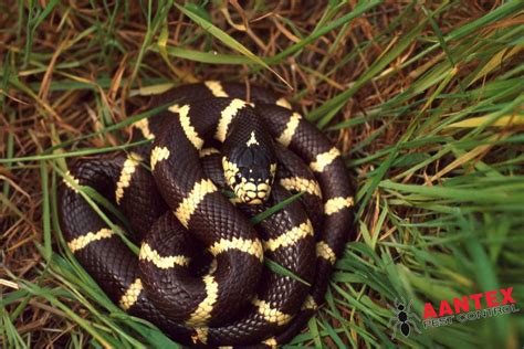 How Often Does A California King Snake Shed