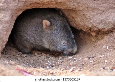 Big Wombat Australian Wild Animals Hole Stock Photo 1373505167 | Shutterstock