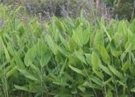 Thalia Dealbata Wholesale Nursery Nurseries In Melbourne Sydney