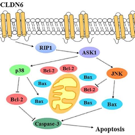 Ros Mediated Activation Of The Ask Mkk P Mapk Pathway In