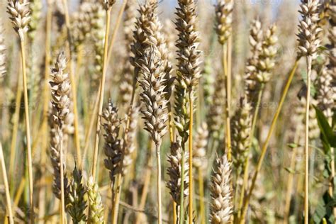 wheat spikelets, close up 9436524 Stock Photo at Vecteezy